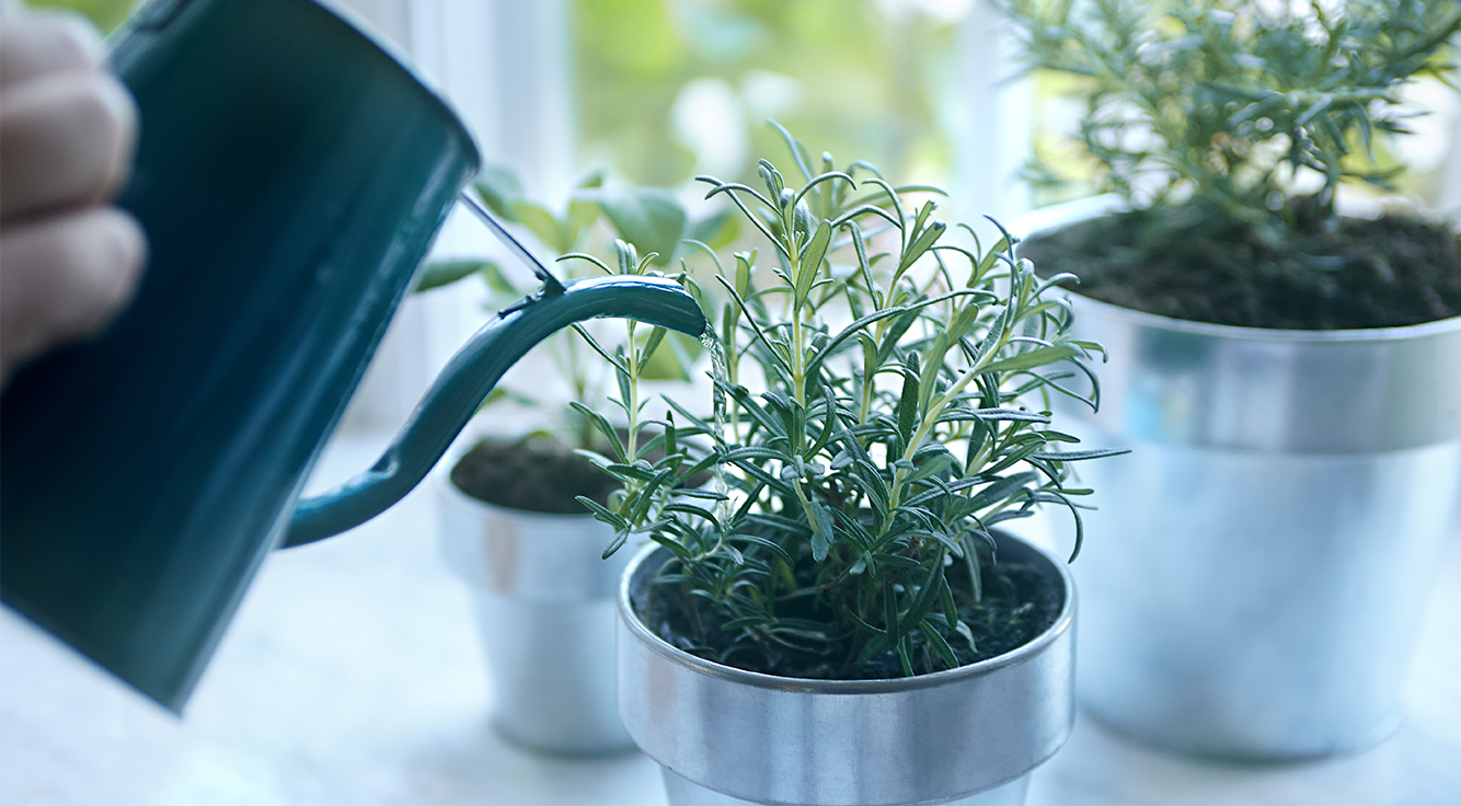 A watering can watering an indoor plant.
